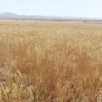 گندم