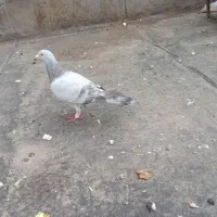 کفتر اوقون پلاکی آلمانی