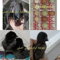 تخم نطفه دار و جوجه نژاد ایام سمانی گوشت سیاه