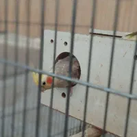 عروس هلندی