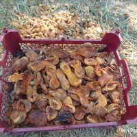 برگه زردآلو