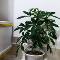 گیاه پنج برگ یا شفلرا