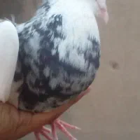 تعدادی کبوتر