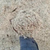 کاه گندم دیم کمباین کاهکوب وکاه دیم خرمنکوب