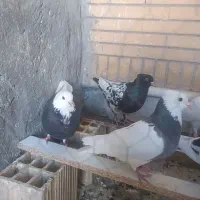 کفتر نرو ماده  قاطی