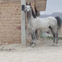 کشش سیلمی کرد