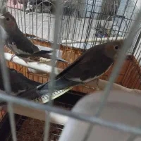 عروس هلندی ماده