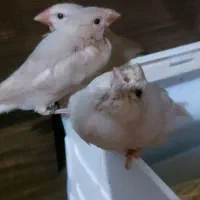 فنچ نرگسی