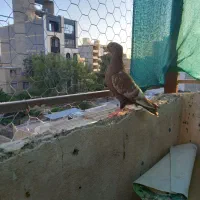 دوجفت جوجه.سینه سیاه و زاغ دم سفید