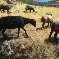 کهره نر درشت هیکل