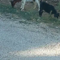 بز شیری درجه یک سانی اول شکم بزقاله ماده