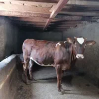 گوساله ماده