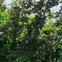 نگهبان مزرعه