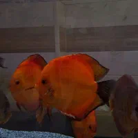 ماعی دیسکس
