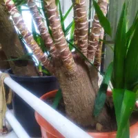 یوکا تنه بالای 20 سال معاوضه هم میشود