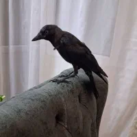 پرنده