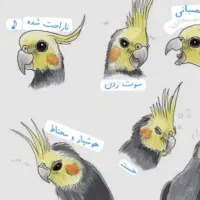 عروس هلندی پیدا کردم
