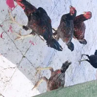 خروس و مرغ لاری