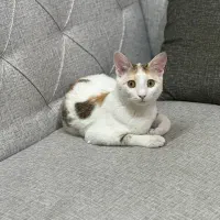 اهدای گربه ماده