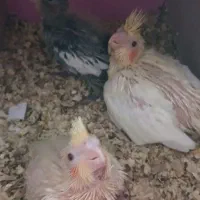 جوجه عروس هلندی