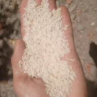 برنج قهوه‌ای هاشمی / قیمت شالیزار