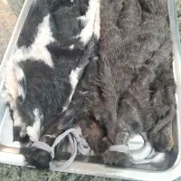 خیگ