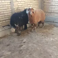 بره نر وماده گوسفند