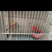 قناری نر و ماده جفت با دو عدد جوجه پنج روزه