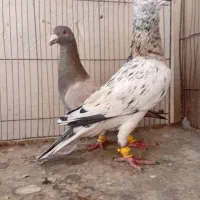 کبوترهفت رنگ