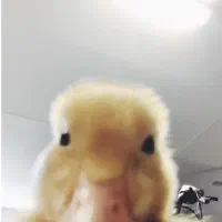 مدل