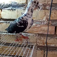 بزک سیاه ماده پلاکی