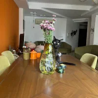 کافه هوم