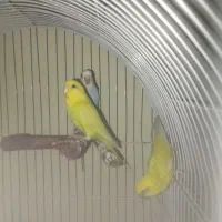 جوجه مرغ عشق اماده دستی کردن
