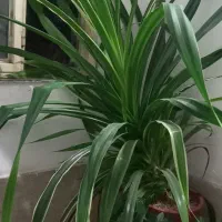 گل زیبا