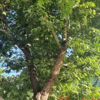 اجاره خانه ویلایی ۷۵ متری ۱ خوابه شهرک امام هادی