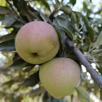 سیب پاییزی