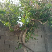نیرو کار زیتون چینی