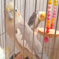 عروس هلندی