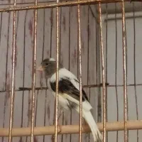 ماده قناری