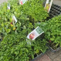 فروش انواع نشاء فلفل ،گوجه،بادمجان هیبرید