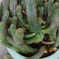 گل و گیاه