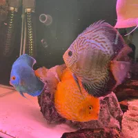 آکواریوم بک سامپ،گله دیسکس ،آروانا آلبینو