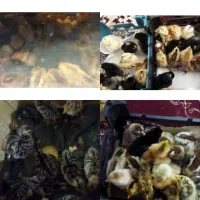 فروش جوجه محلی