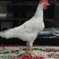 خروس جوان