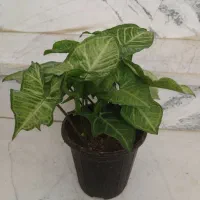 .خرگوشی.شفلرا