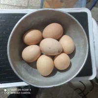 تخم نطفه داربرهما