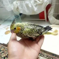 .چهار جوجه عروس . هلندی نرم خور
