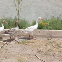 غاز محلی