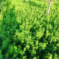 یونجه|گل و گیاه طبیعی|بزینه رود, |دیوار
