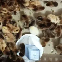 جوجه یک روزه گلپایگانی و آمروک تکی و عمده